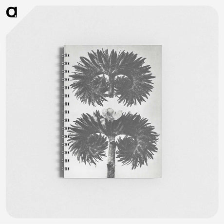 2-5_Karl-Blossfeldt_memo