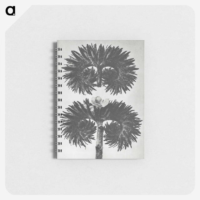 2-5_Karl-Blossfeldt_memo