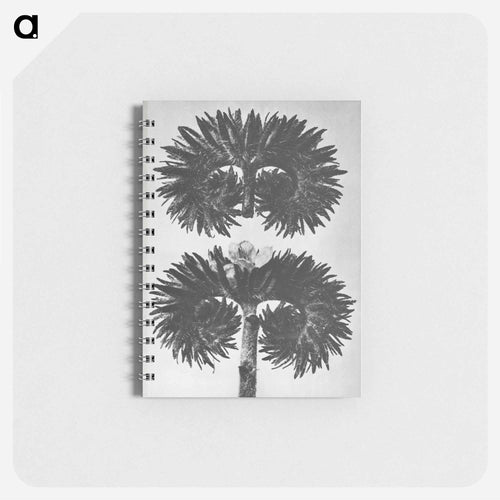 Phacelia Tanacetifolia - カール ブロスフェルト Memo.