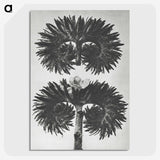 2-5_Karl-Blossfeldt_picture-crop