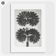 2-5_Karl-Blossfeldt_picture