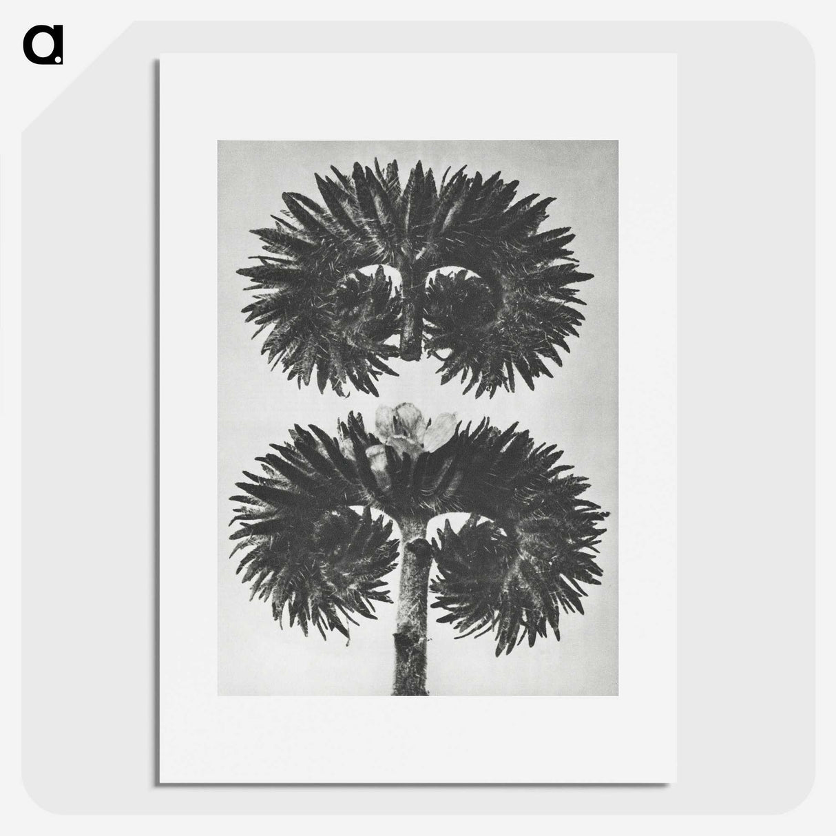 2-5_Karl-Blossfeldt_picture