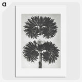2-5_Karl-Blossfeldt_picture