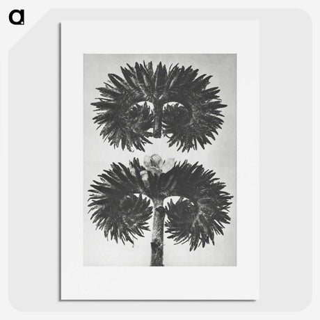 2-5_Karl-Blossfeldt_picture
