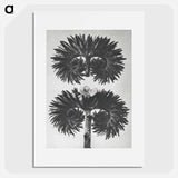 アートポスター-Phacelia Tanacetifolia - カール ブロスフェルト Poster.