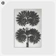 2-5_Karl-Blossfeldt_postcard