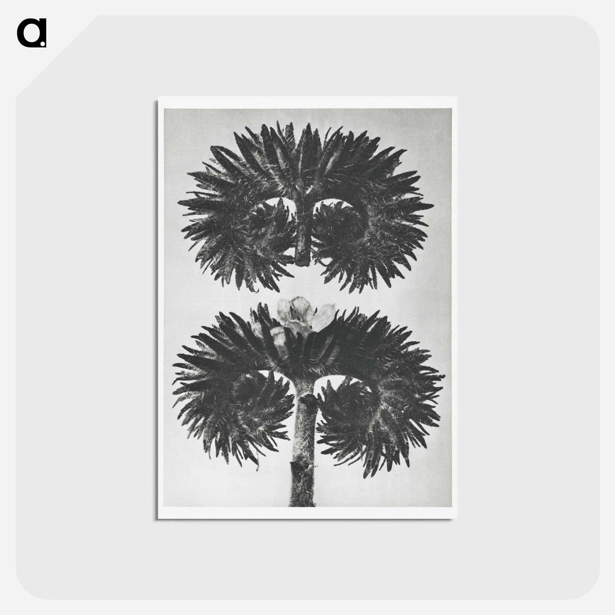 アートポストカード-Phacelia Tanacetifolia - カール ブロスフェルト Postcard.