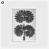 アートポストカード-Phacelia Tanacetifolia - カール ブロスフェルト Postcard.