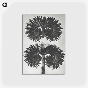 2-5_Karl-Blossfeldt_postcard