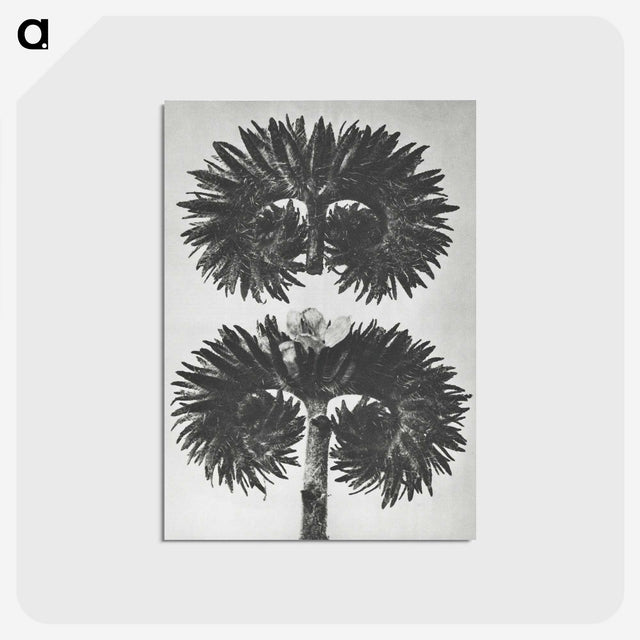 2-5_Karl-Blossfeldt_postcard