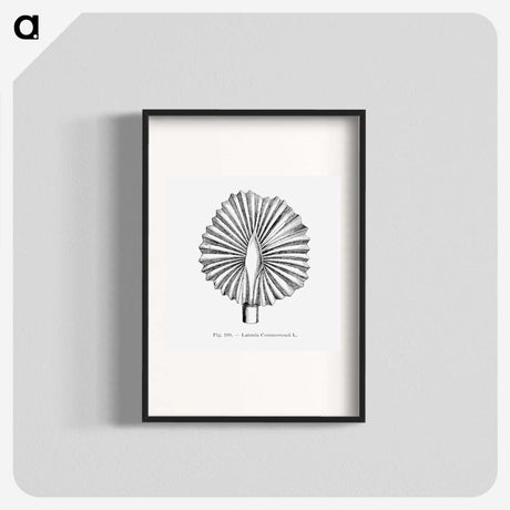 2-5_Les-Palmiers-Histoire-Iconographique_blk