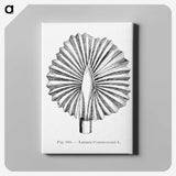 2-5_Les-Palmiers-Histoire-Iconographique_canvas