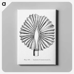 2-5_Les-Palmiers-Histoire-Iconographique_canvas