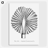 2-5_Les-Palmiers-Histoire-Iconographique_picture-crop