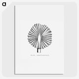 2-5_Les-Palmiers-Histoire-Iconographique_picture