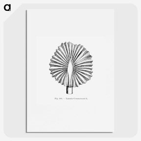 2-5_Les-Palmiers-Histoire-Iconographique_picture