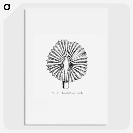 2-5_Les-Palmiers-Histoire-Iconographique_picture
