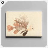 アートパネル-A Fish
 - ルイージ バルガーニ Canvas.