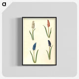 2-5_Maria-Sibylla-Merian_blk-crop