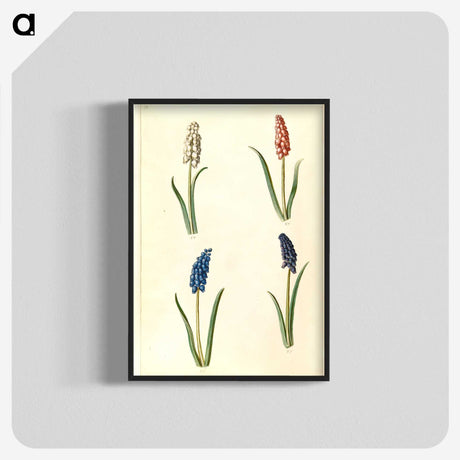 2-5_Maria-Sibylla-Merian_blk-crop