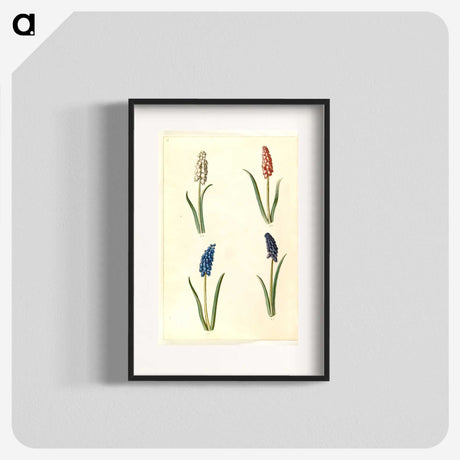 2-5_Maria-Sibylla-Merian_blk