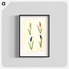 アートポスター-Muscari botryoides
 - マリア ジビーラ メーリアン Poster.
