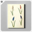 2-5_Maria-Sibylla-Merian_canvas