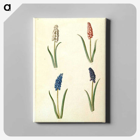 2-5_Maria-Sibylla-Merian_canvas