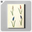 アートパネル-Muscari botryoides
 - マリア ジビーラ メーリアン Canvas.