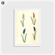 アートポストカード-Muscari botryoides
 - マリア ジビーラ メーリアン Postcard.