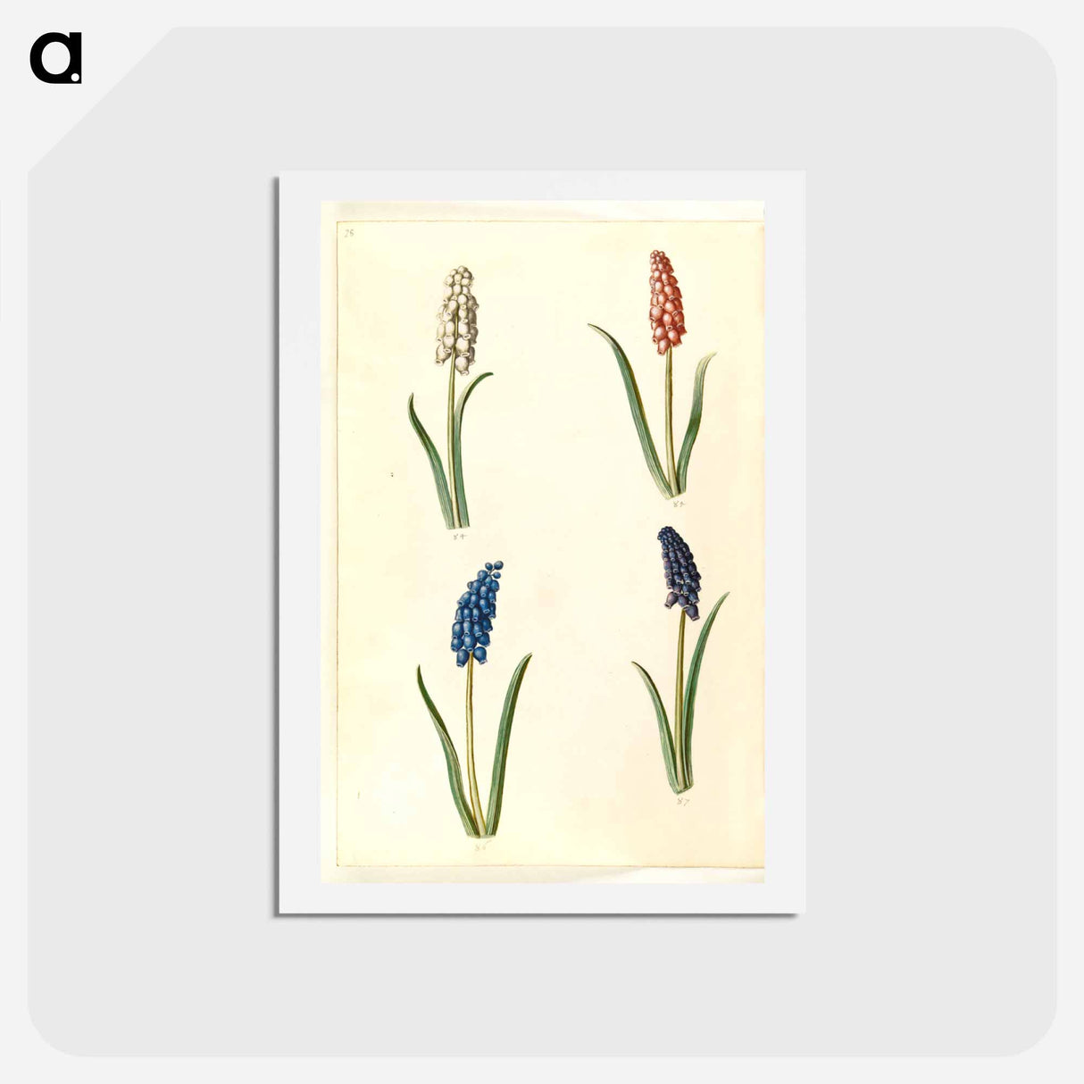 アートポストカード-Muscari botryoides
 - マリア ジビーラ メーリアン Postcard.