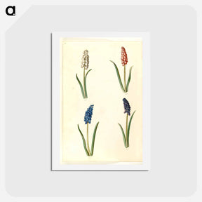 アートポストカード-Muscari botryoides
 - マリア ジビーラ メーリアン Postcard.
