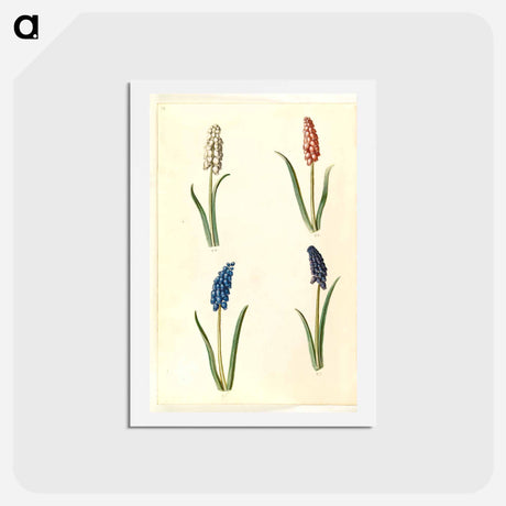 アートポストカード-Muscari botryoides
 - マリア ジビーラ メーリアン Postcard.