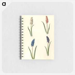 アートメモ帳-Muscari botryoides
 - マリア ジビーラ メーリアン Memo.