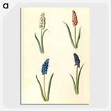 2-5_Maria-Sibylla-Merian_picture-crop