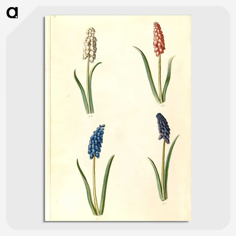 2-5_Maria-Sibylla-Merian_picture-crop