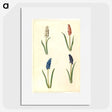 2-5_Maria-Sibylla-Merian_picture