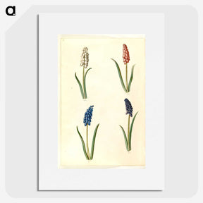2-5_Maria-Sibylla-Merian_picture