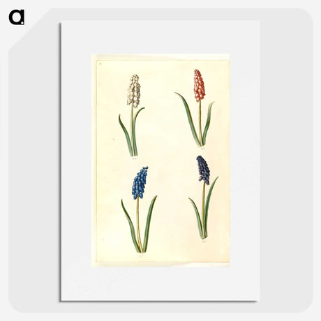2-5_Maria-Sibylla-Merian_picture