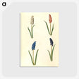 2-5_Maria-Sibylla-Merian_postcard