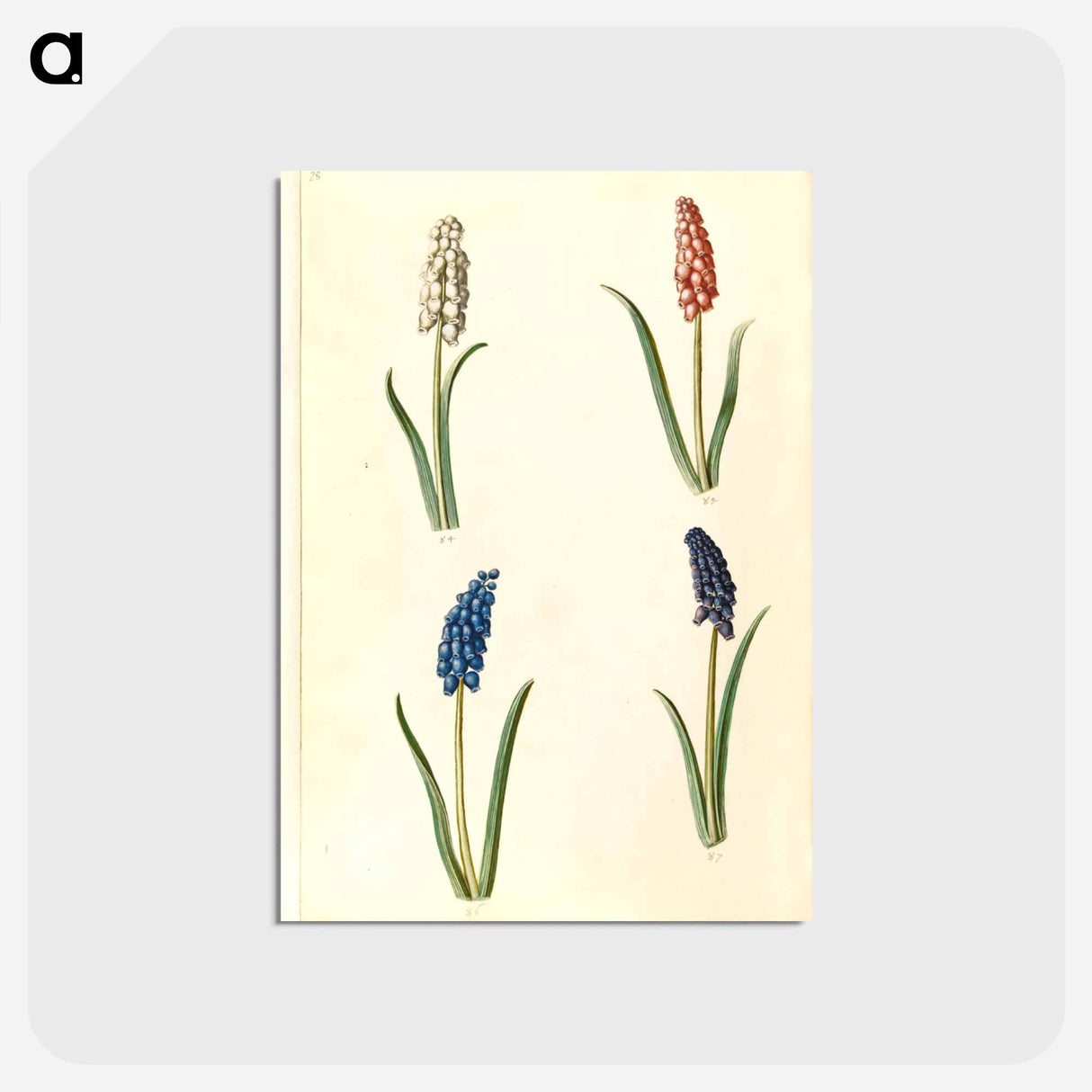 アートポストカード-Muscari botryoides
 - マリア ジビーラ メーリアン Postcard.