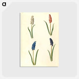 アートポストカード-Muscari botryoides
 - マリア ジビーラ メーリアン Postcard.