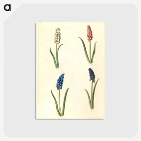 2-5_Maria-Sibylla-Merian_postcard