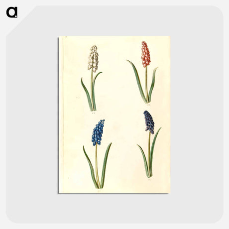 アートポストカード-Muscari botryoides
 - マリア ジビーラ メーリアン Postcard.