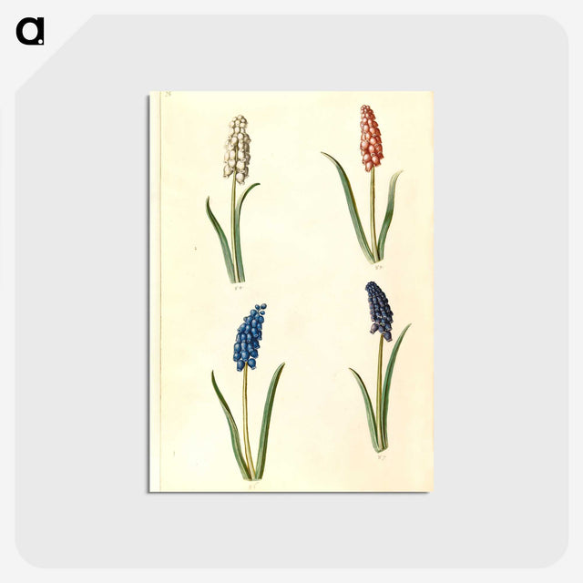 2-5_Maria-Sibylla-Merian_postcard