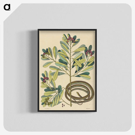 2-5_Mark-Catesby_blk-crop