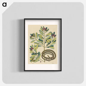 アートポスター-The Ribbon Snake
 - マーク ケイツビー Poster.