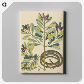2-5_Mark-Catesby_canvas