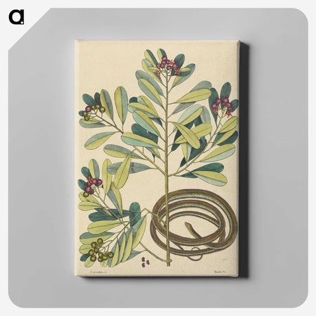 2-5_Mark-Catesby_canvas
