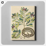 アートパネル-The Ribbon Snake
 - マーク ケイツビー Canvas.
